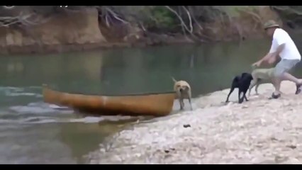 Download Video: Un chien va sauver 2 autres toutous coincés sur un bateau... Magique!