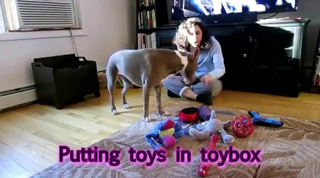 Mükemmel bir şekilde eğitilen pitbull