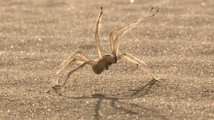 Meet this Amazing Somersaulting Suicide Spider