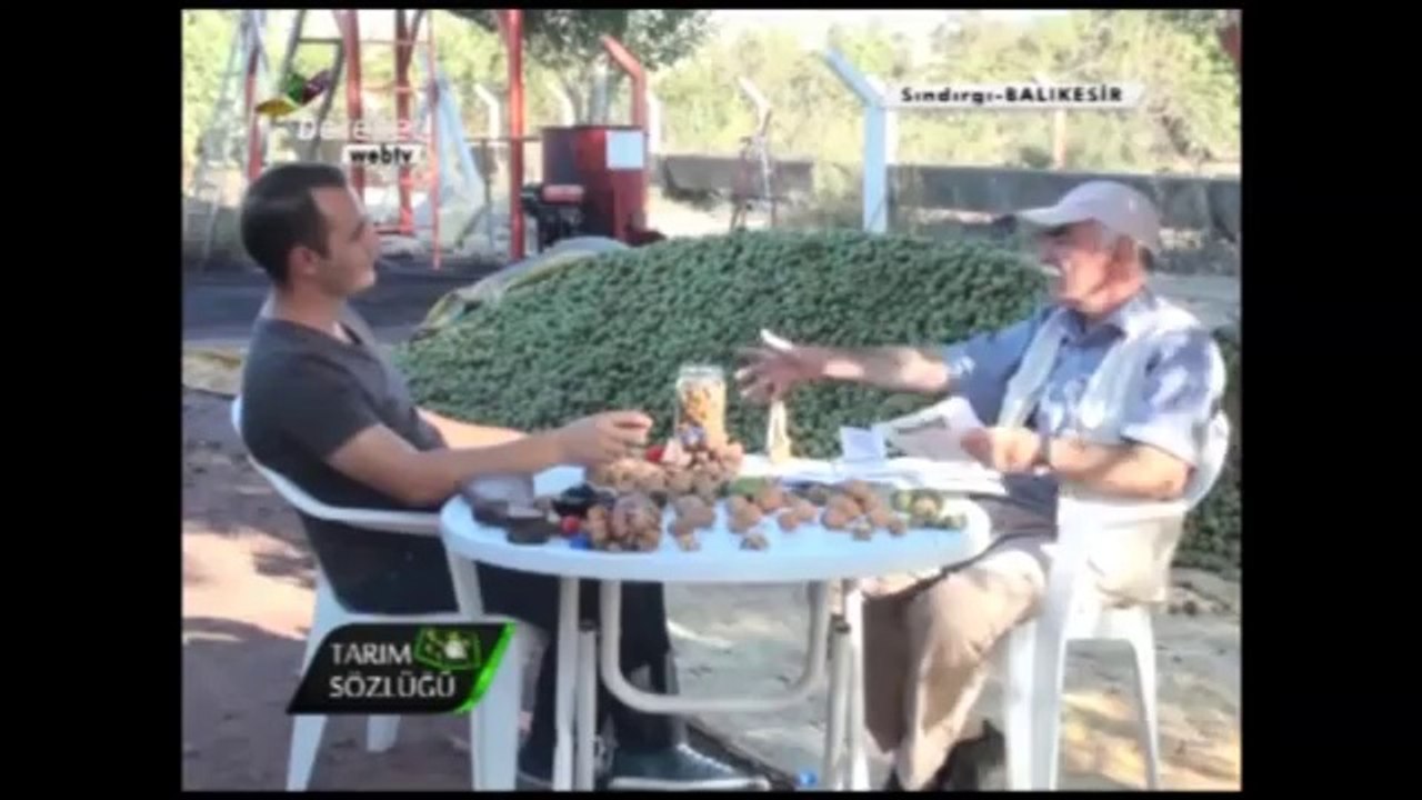 Ceviz Yetiştiriciliği ve Ceviz Hasadı Selami BAYRAK 5