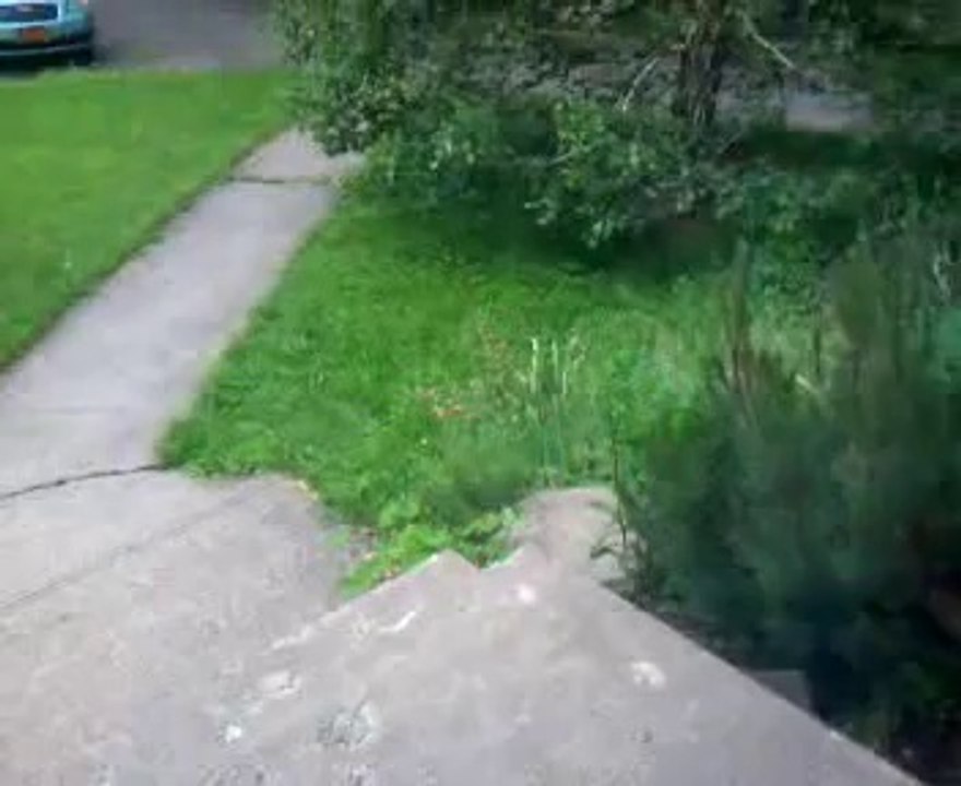 baby groundhogs living under the steps