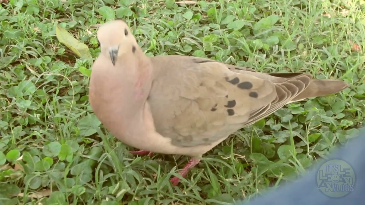 DRAMATIC BIRD !!