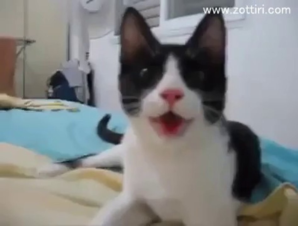 kendini köpek sanan kedi