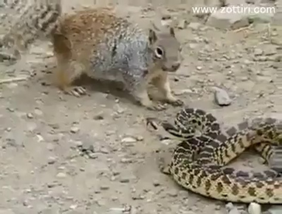 Sincapla Yılanın Savaşı