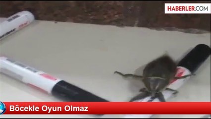 Böcekle Oyun Olmaz