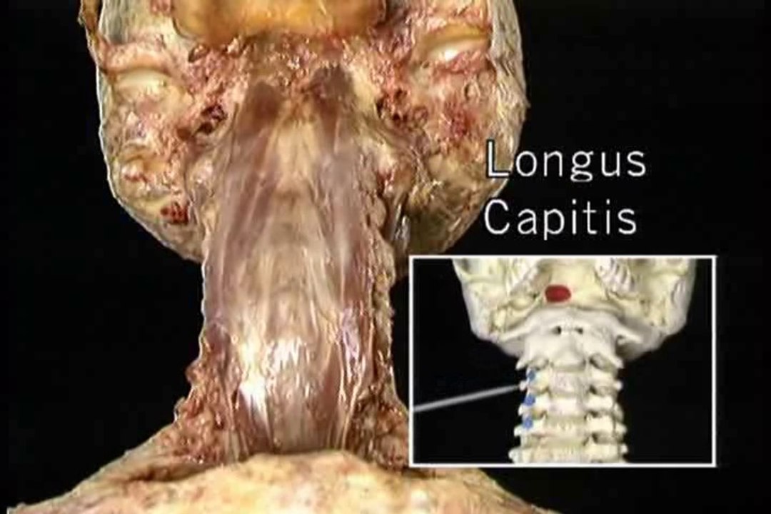 Human Anatomy Head and Neck Part 1