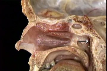 Human Anatomy Head and Neck Part 2
