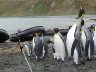 Penguenlerin İple İmtihanı