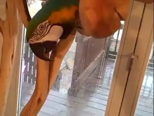Kahkaha Atan Papağan