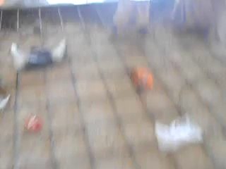 DANISH FLOOR 30 APRIL 2014