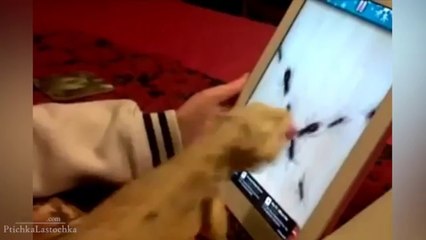 Pranks - Gags - Win - Fail.93