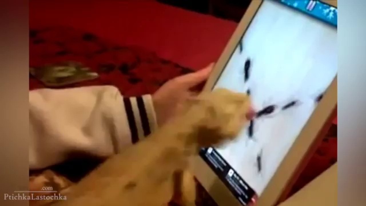 Pranks - Gags - Win - Fail.93
