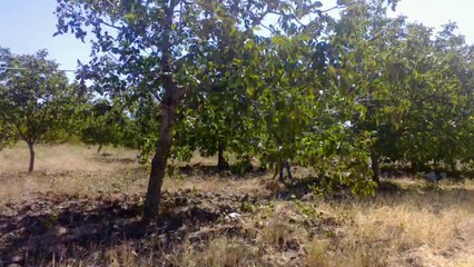 Ceviz Silkeleme Makinesi 1