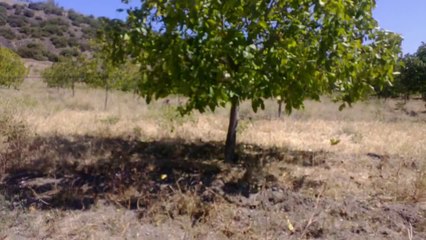 CEVİZ SİLKELEME MAKİNASI