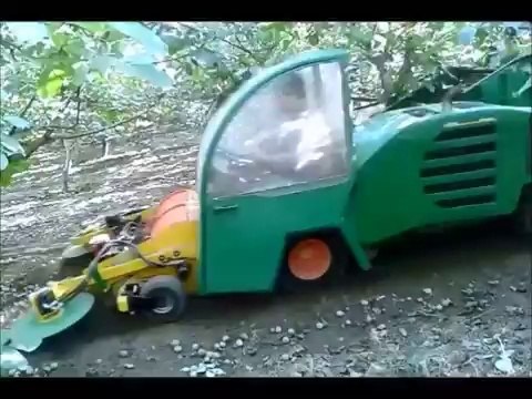 Ceviz Toplama İşlemi