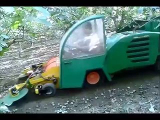 Ceviz Toplama İşlemi