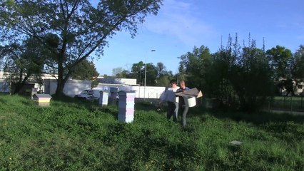Installation des ruches connectées sur la terrasse du CAPC
