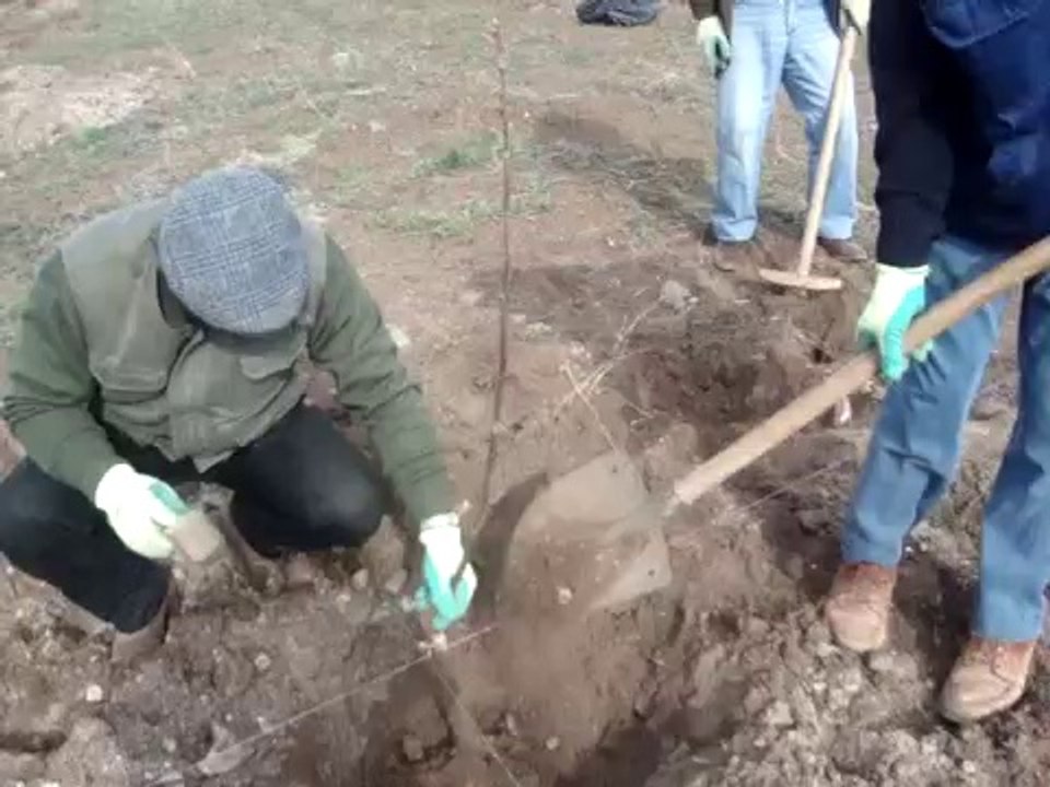 CEVİZ FİDANI DİKİMİ 5