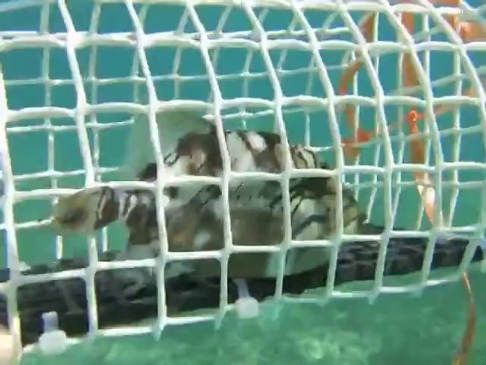 ZOE Project 2sd phase, PCC in Guadeloupe