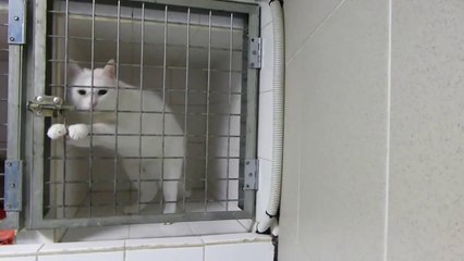 Prison Break Dizisini Fazla İzleyen Kedi