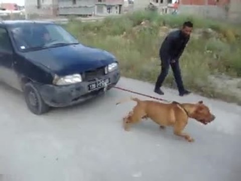 Un pitbull tire une voiture