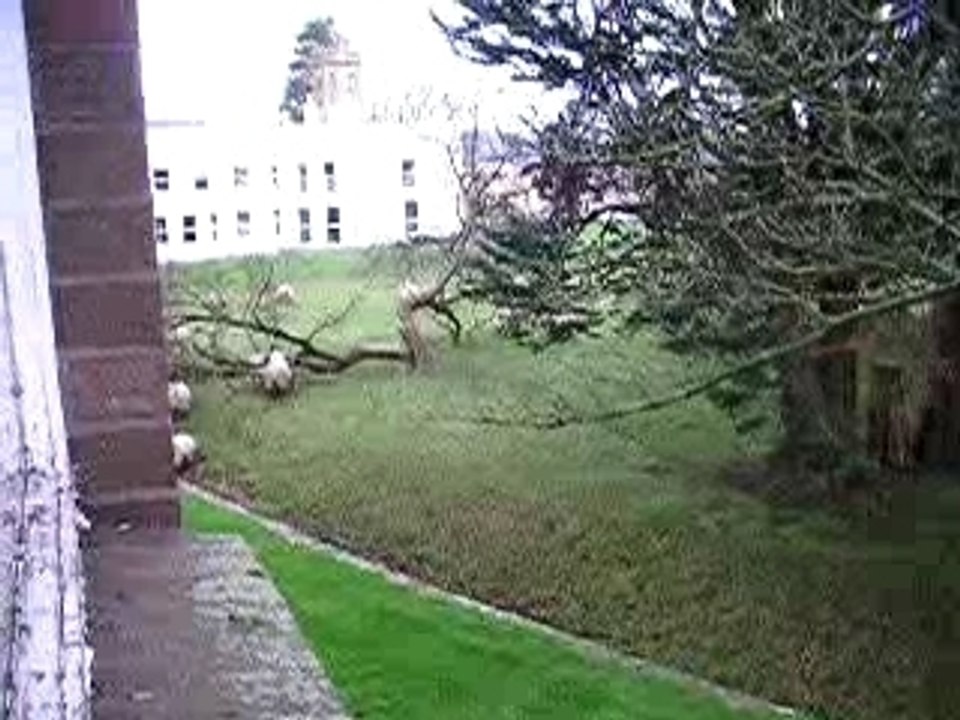 les moutons d'a cote de chez nous :)