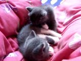 les petits chatons de Misty gris