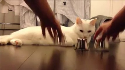 Tam kedi kafayı yedi derken, sürpriz!