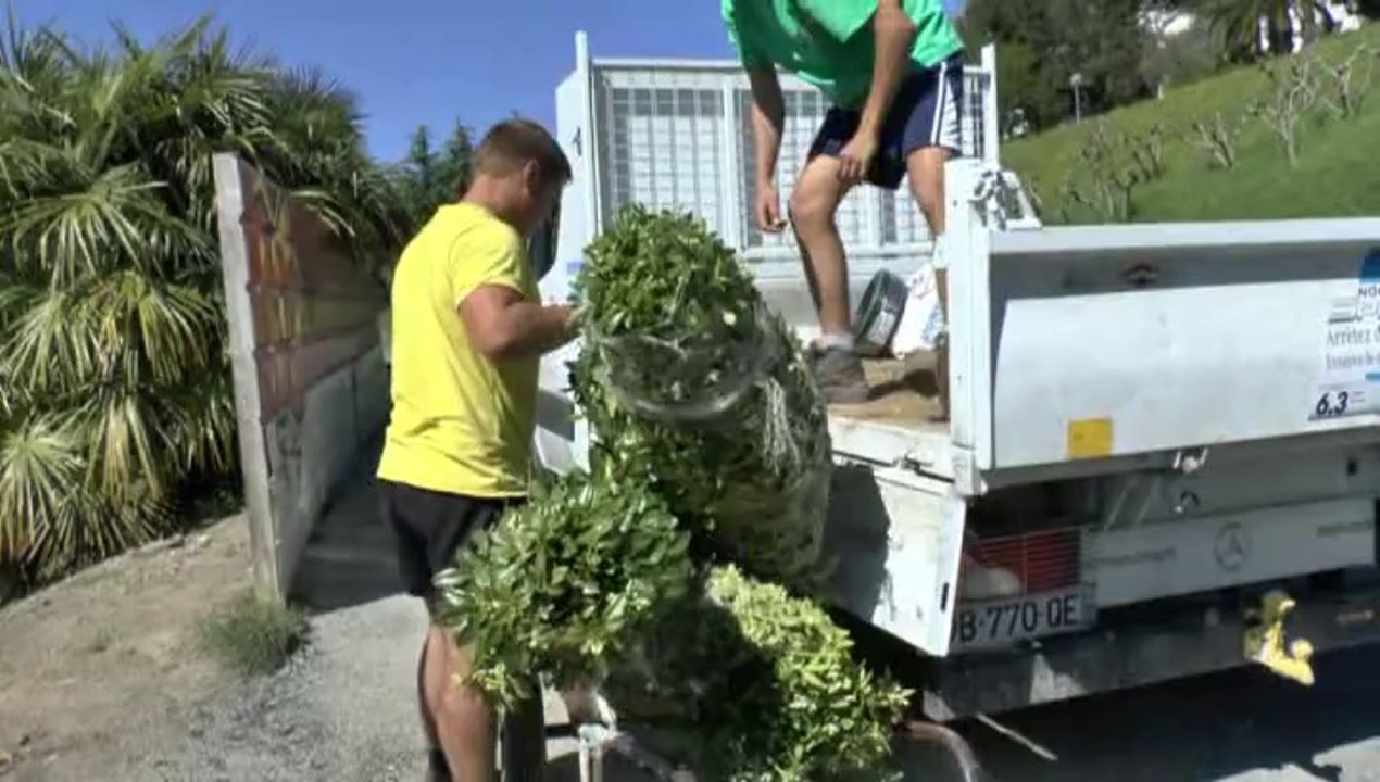 LES W-D.D. MICHOU TUESDAY NEWS - 15 AVRIL 2014 - AU STADE NAUTIQUE LES ARBRES POUSSENT COMME DES CHAMPIGNONS ET...