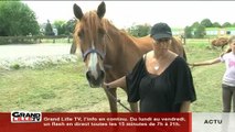 Galop pour la Vie : Un espoir pour les vieux chevaux
