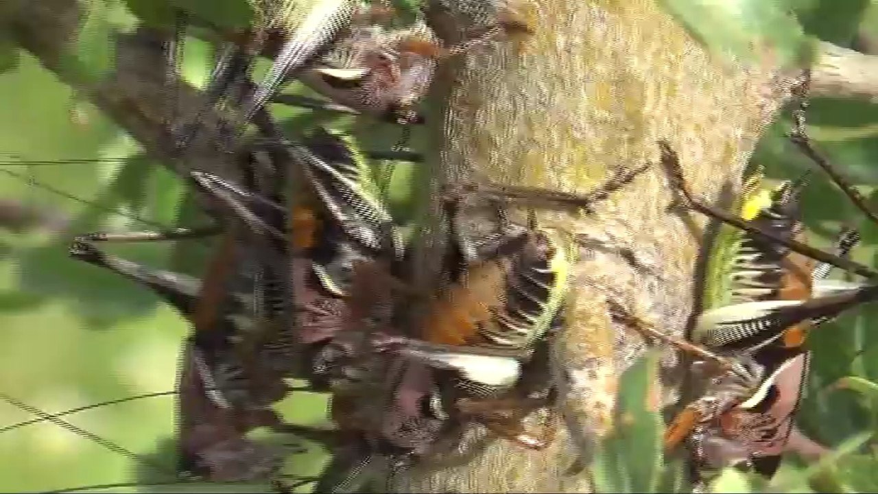 Kulp'ta çekirge istilası