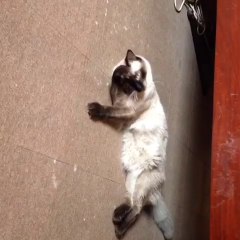 Kitty cleaning itself