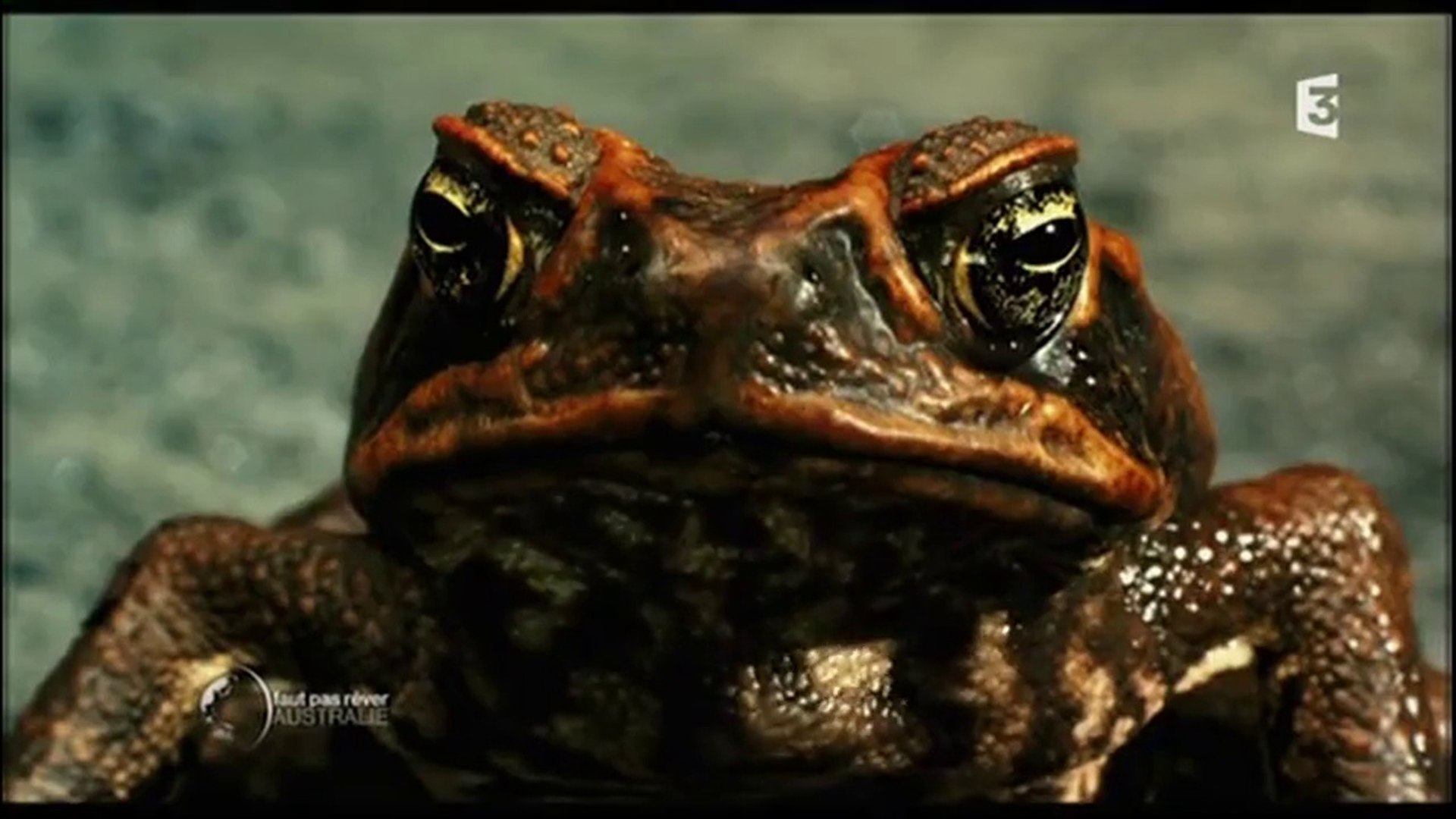 Croassement De Crapaud Equateur : Le 