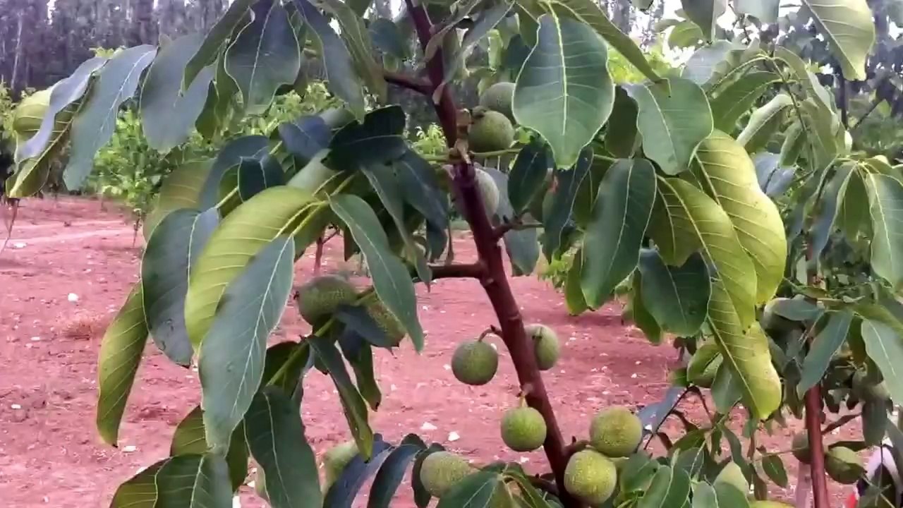 Altay Ceviz Musteri yorumları Altay Bosfor TARIM Gıda 05326724627