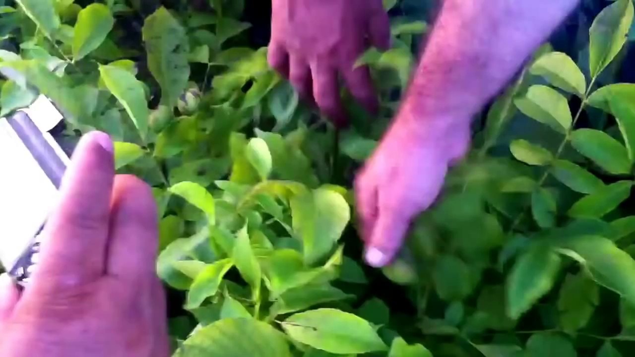 Altay Bosfor Ceviz 5 Aylık meyve yatımı 05326724627