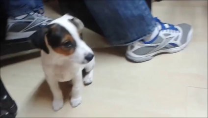 Yavru Köpek Pek Mahçup - yasamdakibereket.com