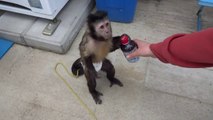 İçecek Otomatından Haşince İçecek Alan Maymun