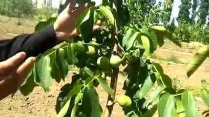 altay ceviz videoları devam