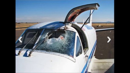 Bir uçak bir kuşa çarparsa ne olur