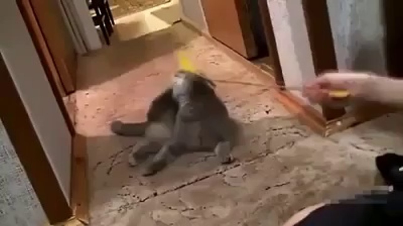 Bu Kedi Çok Sevimli