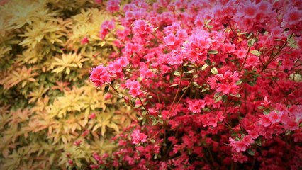 Lilian Vezin Photographie Paysagiste Vannes