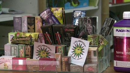 Maconha: desafios da legalização