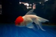 aquarium fish Red Cap (Gold Fish )