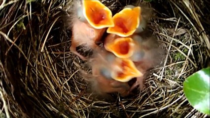 Merle noir, la naissance - épisode 2