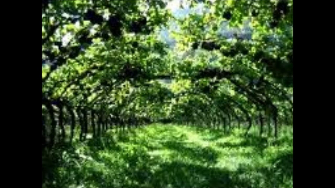 Cosmic Sound ***Green Space***