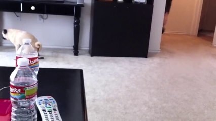 Sahibinin Korkuttuğu Köpek Altına Etti