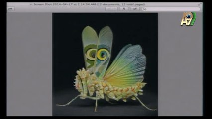 Mantis böceğinin ultrasonik kulağı - Allah'ın yaratma sanatı