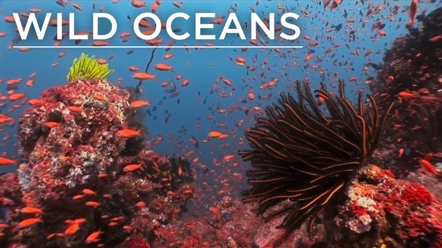 Anemones, 'hypnofish' & a basslet bonanza