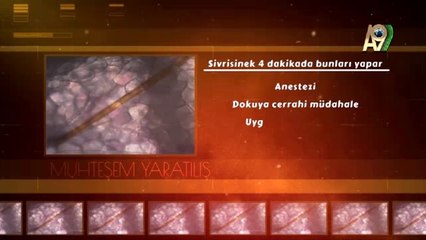 Hayretle izleyeceksiniz!  Sivrisinek iğnesiyle kanı nasıl emiyor?