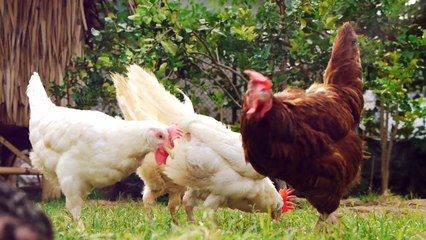Salon Agriculture Aquitaine 2014